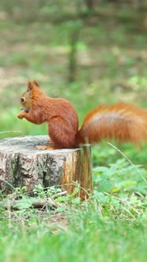 Red Squirrel Eating on Wooden Stump in Forest Setting