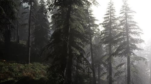 Calm Moody Forest in Misty Fog in the Morning