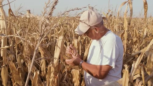 Senior farmer standing in corn field examining crop before harvesting.