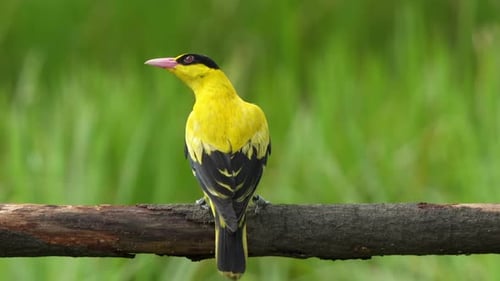Golden Oriole Perched on Branch in Green Nature