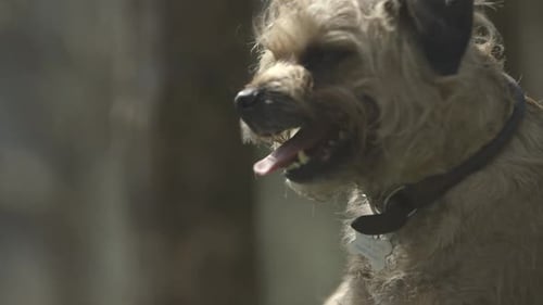 A border terriers face in close up. Tongue out