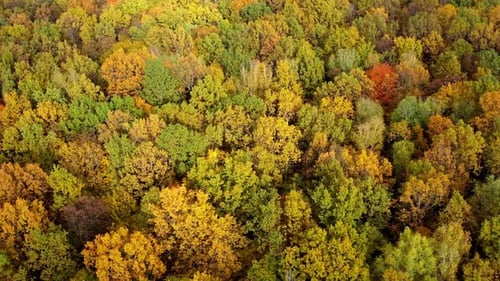 Beautiful autumn. Yellow top trees in forest in fall season. Amazing landscape of autumn colors.