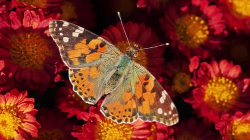 Butterfly Resting on Beautiful Red Flower Close Up