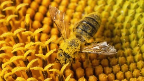 Macro View of Sunflower Plant with Honey Bee Collecting Nectar in Blooming Field