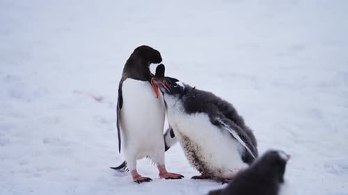 Penguin Feeds Juvenile Penguin in Snowy Landscape