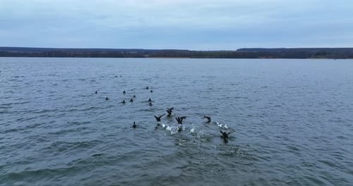 Flock of black ducks on the river surface.