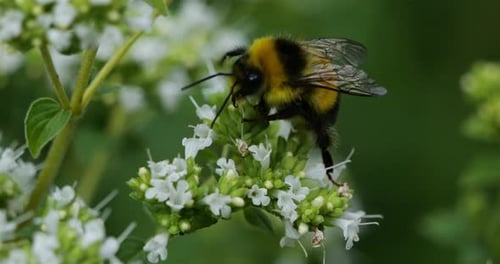Bumblebee Pollinating White Flowers in Close Up