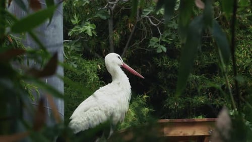 Animal Bird Stork In Nature 2