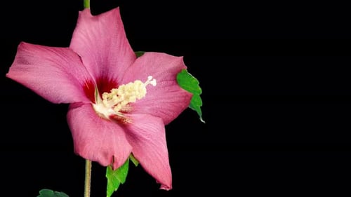 Pink Flower Blooming on Black Background Time Lapse