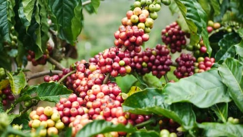 Close Up of Coffee Beans on the Plant