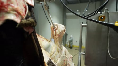 Meat Carcass Processing at a Food Processing Plant