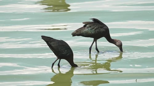 Ibis hunting for food in the shallows of Utah Lake