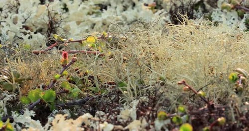 Arctic Tundra lichen moss close-up. Found primarily in areas of Arctic Tundra, alpine tundra, it is