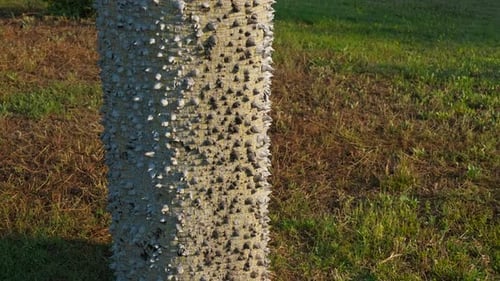 Tree trunk with spines in sun rays