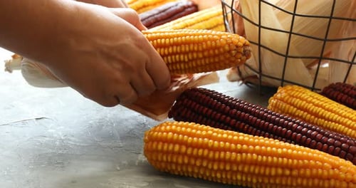 Fresh Corn on the Cob Being Shucked