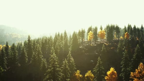 Sunlight in Spruce Forest in the Fog on the Background of Mountains at Sunset