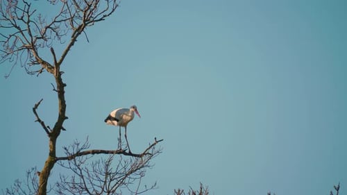 Störche in einer natürlichen Umgebung, auf einem Baum, in ihrem Nest,