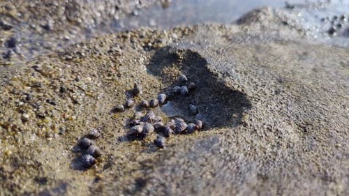small sea creatures and shells that move, sea water texture background