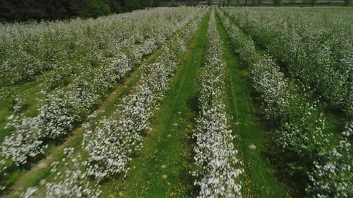 Flight Over Rows of Blooming Apple Trees in the Spring Season