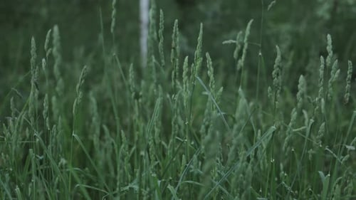 Close Up of a Flower of Grass Blowing Against the Wind in the Evening Slow Motion Summer Nature