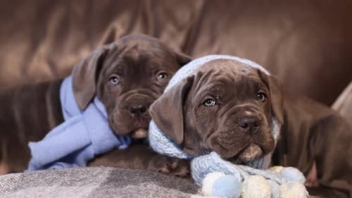 Two Puppy Dogs Wrapped in Scarves Lying Down