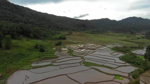 Imagens de 4K de voo sobre belos campos de arroz em um vale sereno no Laos, sudeste de A