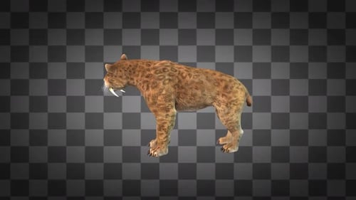 Smilodon Looking Idle Alpha Channel 2