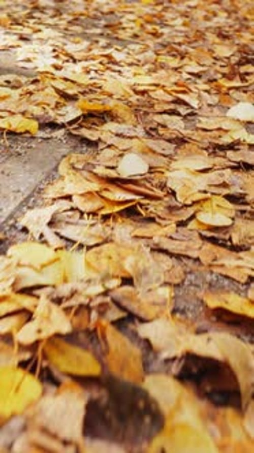 Tracking Shot of Fallen Autumn Leaves on Ground