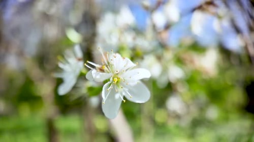 Spring Renewal And Floral Beauty Low Angle View Of White Cherry Blossoms In Garden With Sunny Sky