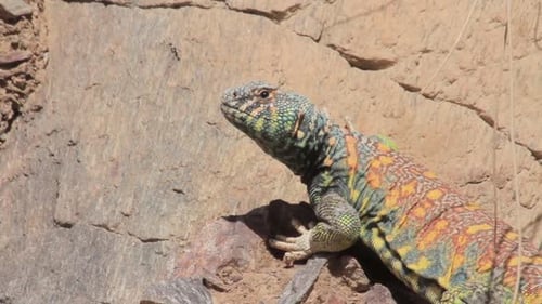 Colorful Lizard Basking on Rocky Cliffside