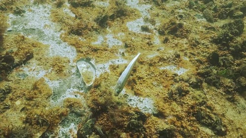 Mort L'éperlan des sables à grande échelle sur le fond marin est recouvert de bulles de gaz par des organismes benthiques en décomposition