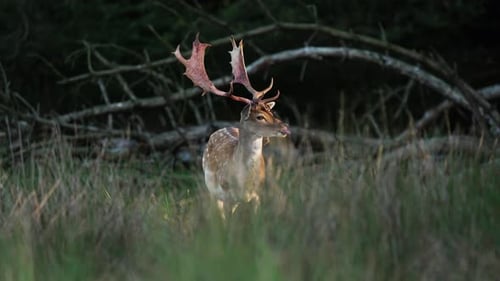 Majestic Deer Grazing in a Green Forest Clearing