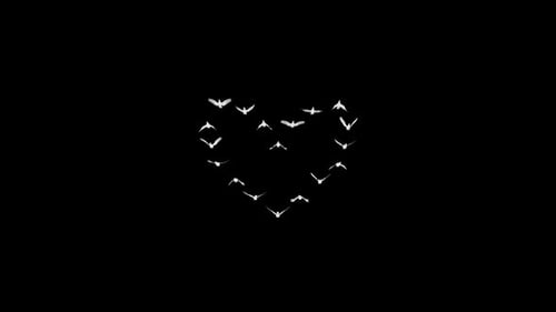 Romantic Dove - Heart Flock - 18 White Pigeon Birds - Flying Transition Front View - Alpha Channel