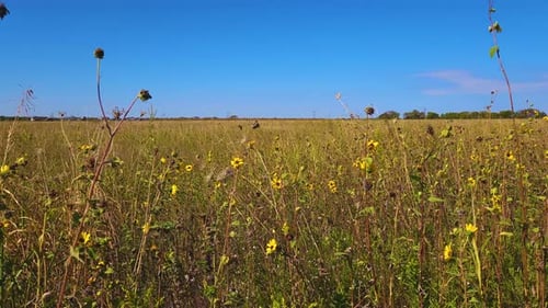 A wide shot of a grassy field with sunflowers and a blue sky overhead.