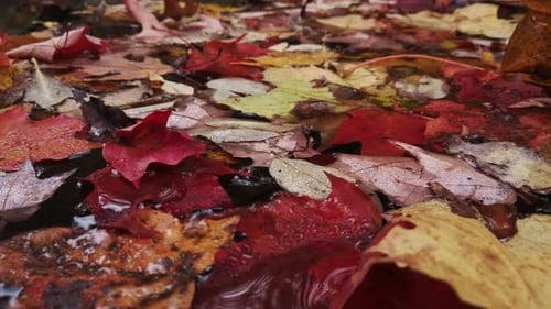 Assortment of weathered maple leafs on a still water surface, close up shot with slow pan to right