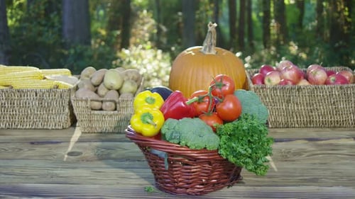Fresh Vegetables Harvested From the Eco Farm Basket Full of Green Ripe Produce Organic Crops Ready