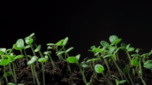 Seedlings Germinating and Growing in Close Up Time Lapse