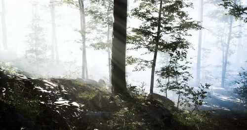 Misty Forest Rays Create a Serene Atmosphere in Early Morning Light