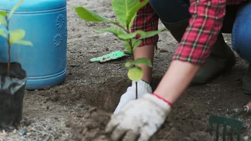 Someone Plants a Small Tree in Dirt