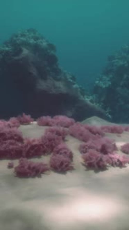 Sea or Ocean Underwater Coral Reef