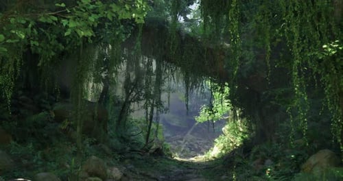 Light Filtering Through a Lush Forest Canopy Near a Rocky Path in the Morning