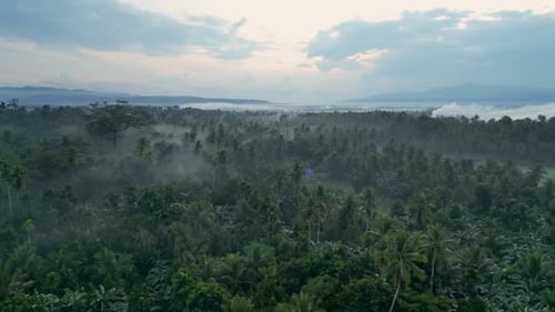 Tropical Forest with Trees in Slight Mist at Morning Dawn