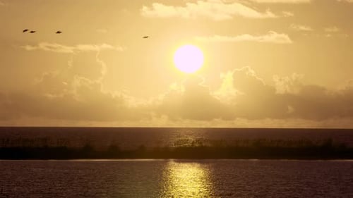 warm and tropical beach ocean sunset with flock of pelican silhouettes flying