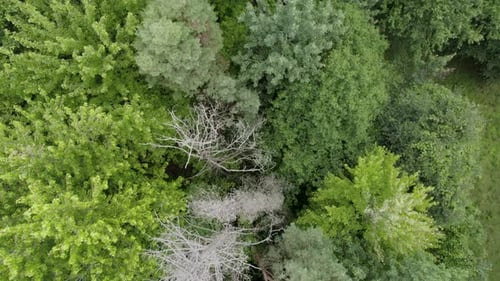 Overhead Shot Of Fantastic Green Trees Landscape In Heart Of Nature