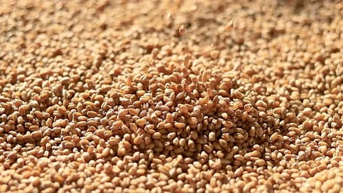 Slow and Cinematic Wheat Grains falling on the heap.