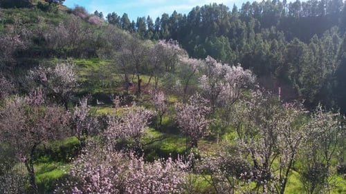 Aerial Spring Blooming Almond Trees in Small Village on La Palma Island Canary
