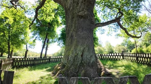 Big old Bolko oak in Poland. A mighty one tree, 1000 years old.