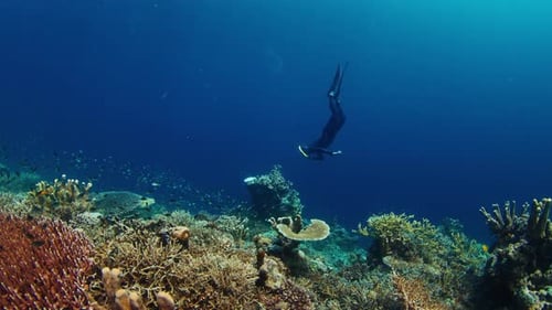 Freediving on the Reef with Fish Freediver Descends and Glides Underwater and Watches the Healthy