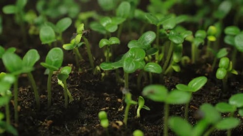Seeds Germinating and Growing into Young Green Plants