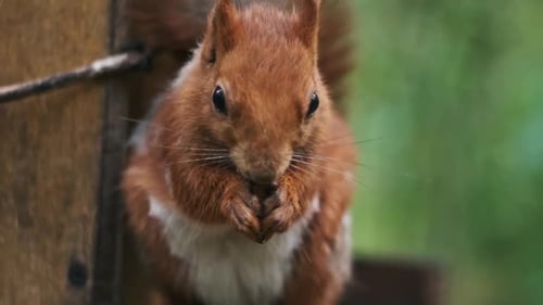 Red Squirrel Close Up Nut Snack